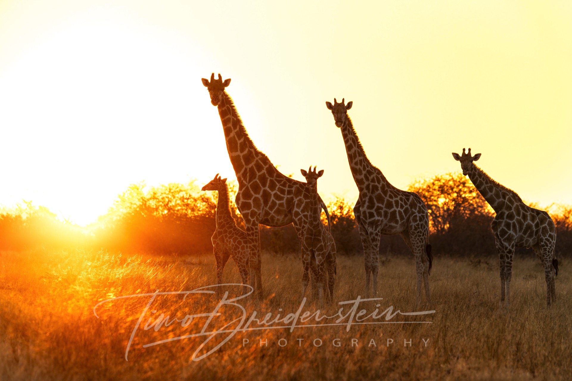 20250625 2N8A9433 Kopie